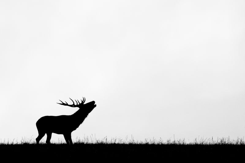 Christian SELMO - Photographe