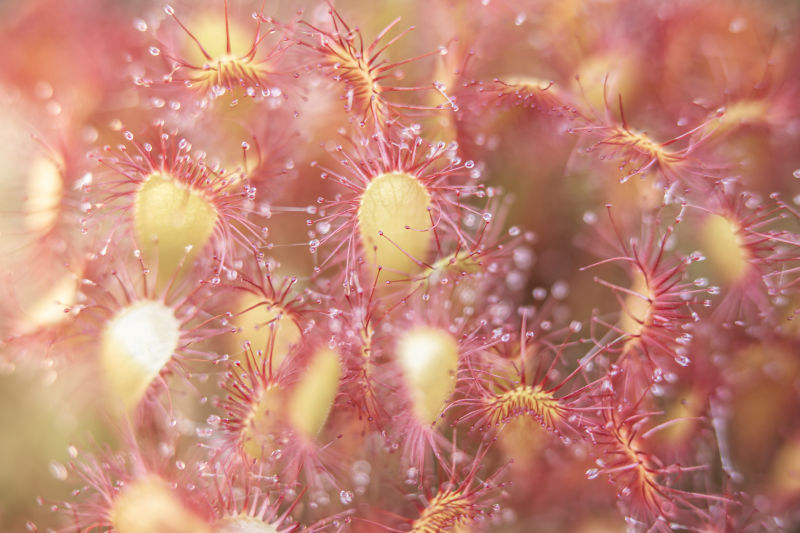 Exposition Corinne Boul