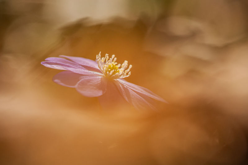 Exposition de Monique Boutolleau