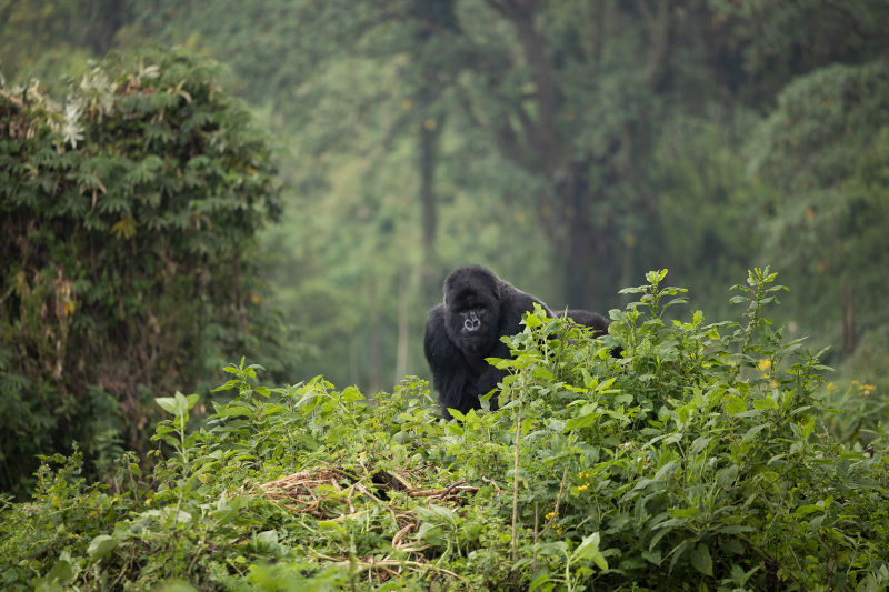Exposition Benoit Rondelet